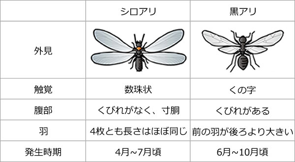 アリの比較表